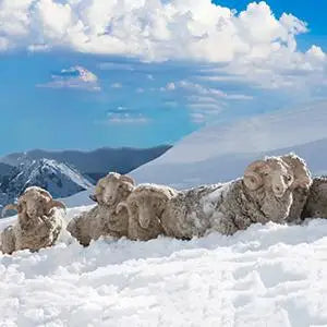 3 Pack Hiking Merino Wool Cushioned Socks